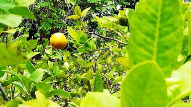 Araliya Self Cooking Resort Dambulla