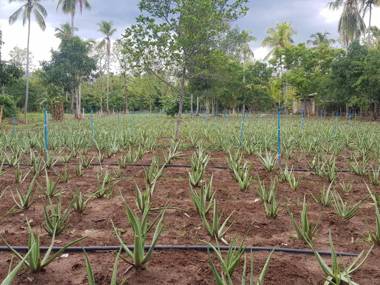 Eco Village Kalundewa