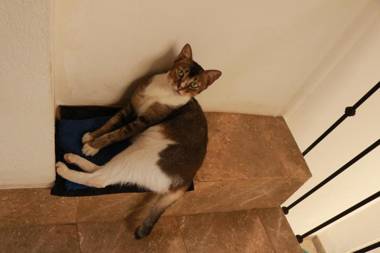 Colombo Orchid Villa