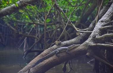 Bentota ransan villa