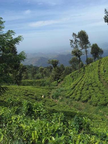 The Mist Holiday Bungalow