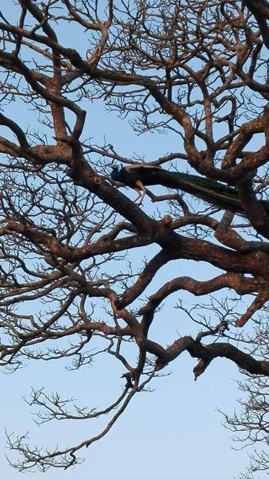 Sacred City Tourist Resort