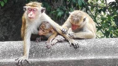 Sacred City Tourist Resort