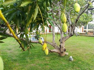 Four Points Resort - Anuradhapura