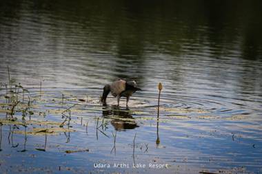 Udara Arthi Lake Resort