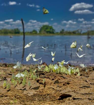 Yuhibuhi Forest Resort