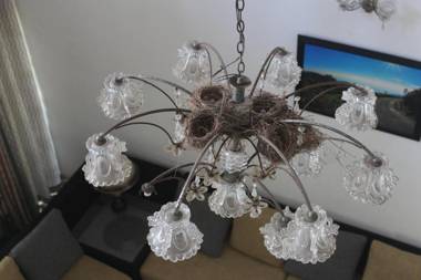 Bird's Nest by Natures Bliss