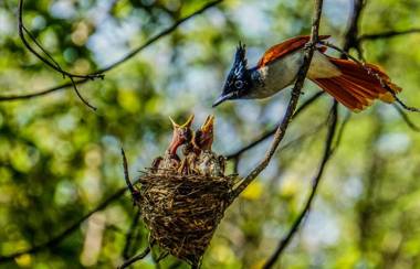 Mahoora - Yala by Eco Team