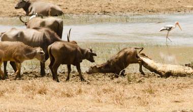 Mahoora - Yala by Eco Team