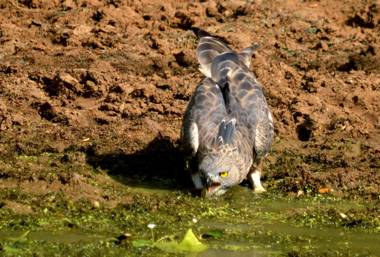 Mahoora - Yala by Eco Team