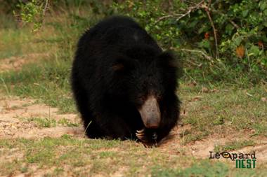 Leopard Nest - Glamping in Yala