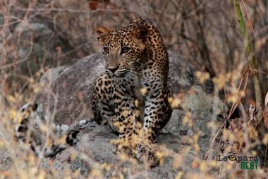 Leopard Nest - Glamping in Yala