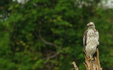 Mahoora - Udawalawe by Eco Team