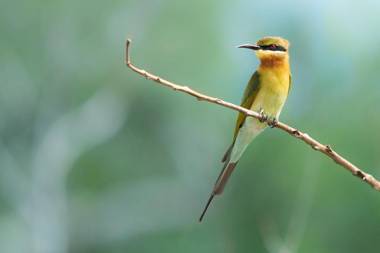 Mahoora - Udawalawe by Eco Team