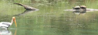 S and K Safari Village Hotel - Udawalawe