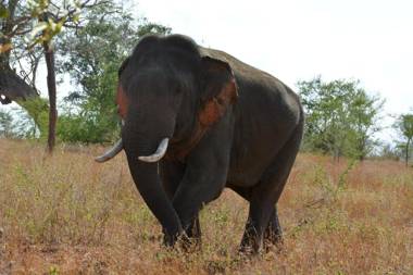 Leesa Villa Safari Resort