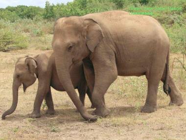 Green View Safari Resort