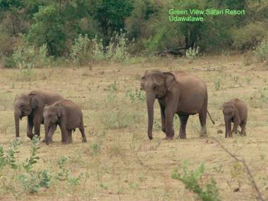 Green View Safari Resort