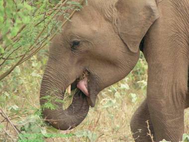 Green View Safari Resort