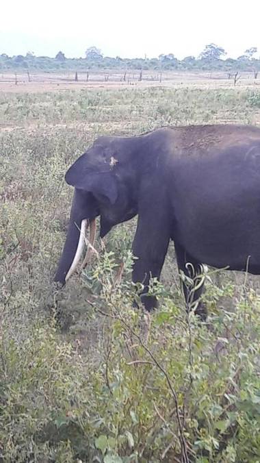 Nature Park Udawalawe
