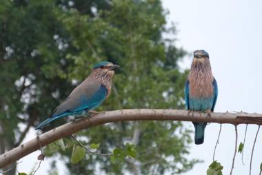 Golden Pearl Safari Villa