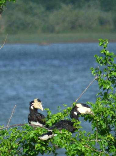 Golden Pearl Safari Villa