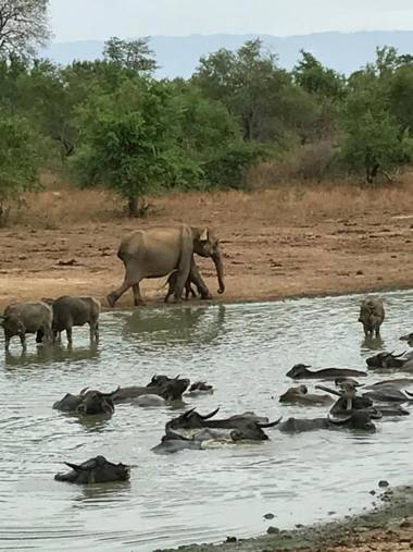 Dinesh Safari Homestay