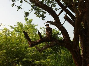 Atha Safari Resort & Riverside Camping