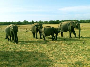 White House Udawalawe