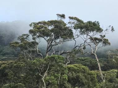 The Rainforest Ecolodge - Sinharaja
