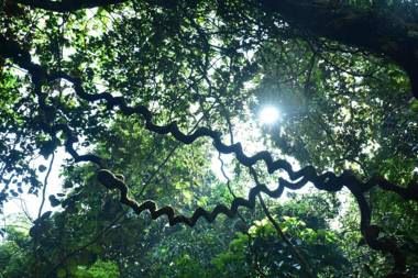 Sinharaja Kurulu Ella Eco Resort