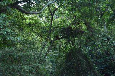 Sinharaja Kurulu Ella Eco Resort
