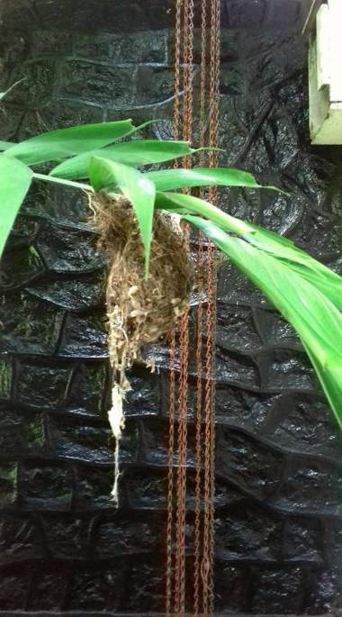 Subhasha Summer Cottage