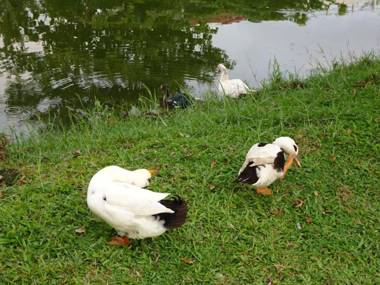 Water Park Residencies