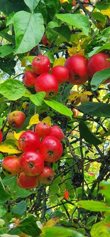 Kaimo turizmo sodyba "Puozo Sodyba"