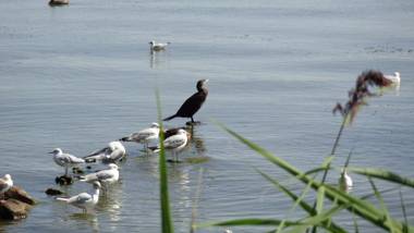 Apartamentai Ramybė