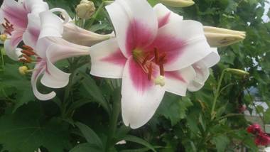 Apartments Stevović