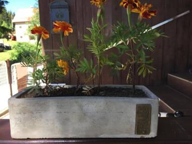 Guest House Durmitor Paradise