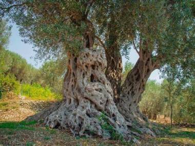 Holiday Park Olive Tree