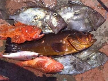 Apartments Grispolis