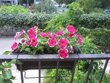 Apartments City Center