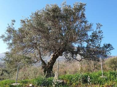 Holiday Home Uphill Glavanovic