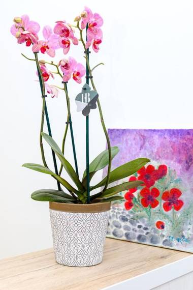 Apartment Castellino