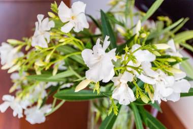 Apartment Lavender of Budva