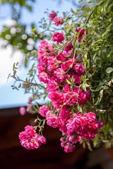 Konak Nestor Bungalows