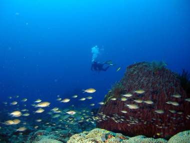 Appart Bleu Caraibe Bord de Mer & Breakfast