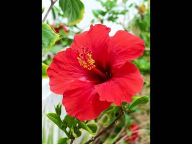 Studio avec balcon amenage et wifi a Les Trois Ilets