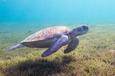 Meublé 6 Couchages Bord De Mer