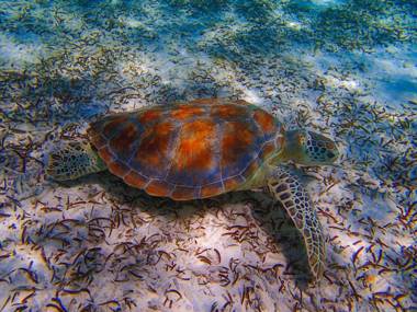 Biyadhoo Island Resort