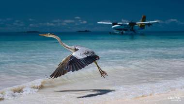 Clarks Exotica Kamadhoo Maldives